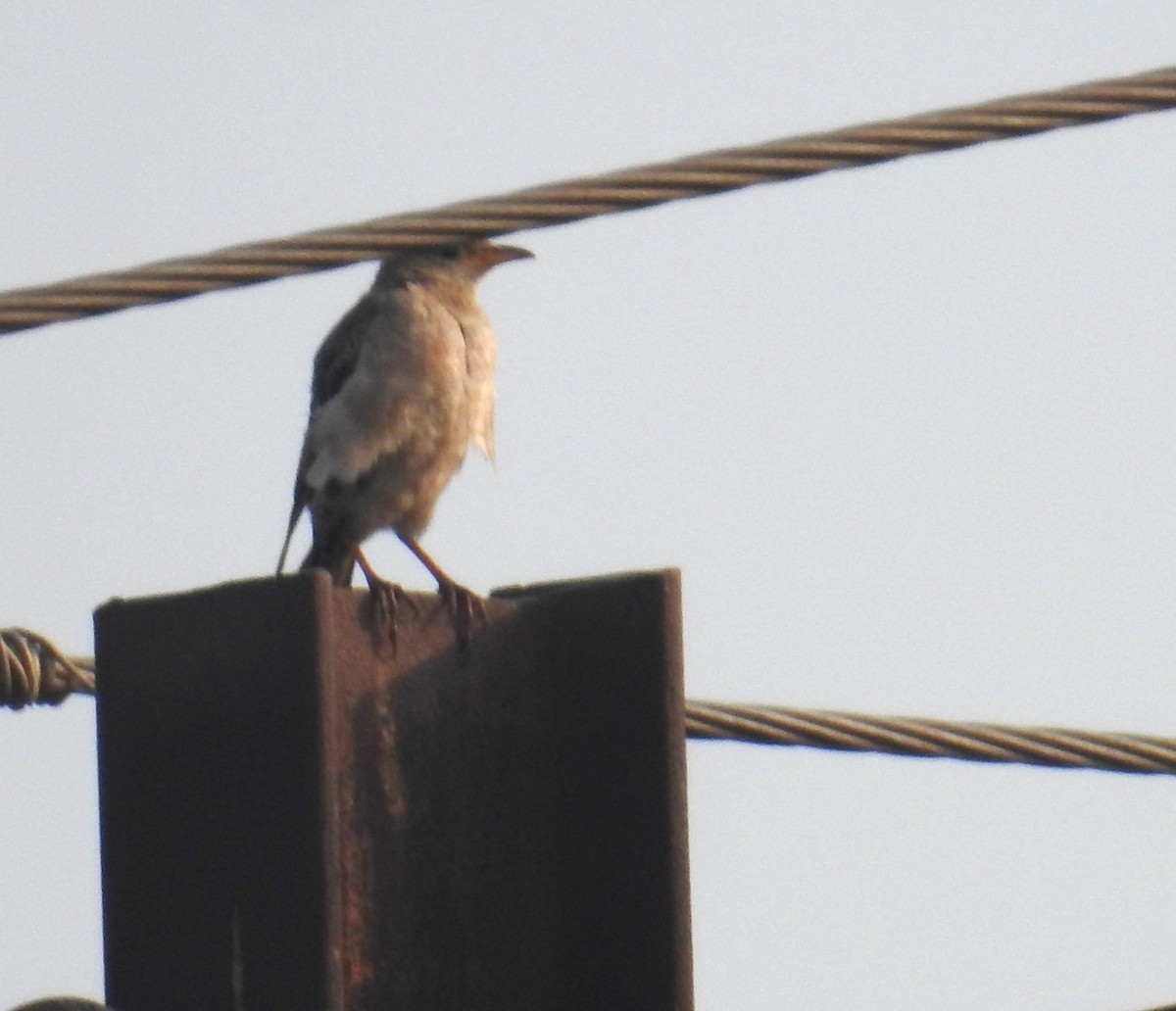 Rosy Starling - ML645928042