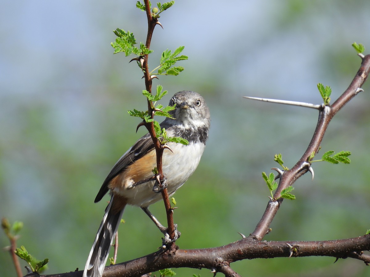 Banded Parisoma - ML645928045