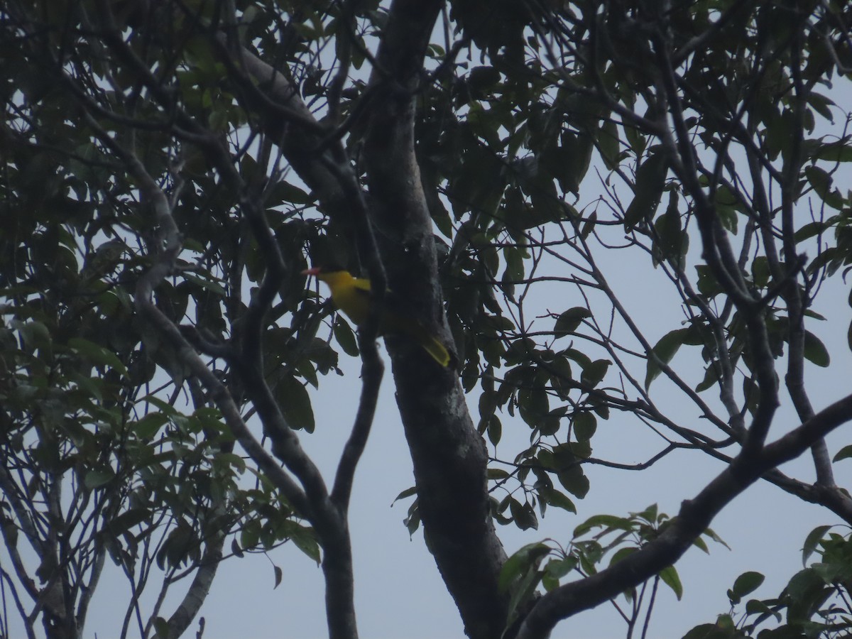 Black-naped Oriole - ML645928047