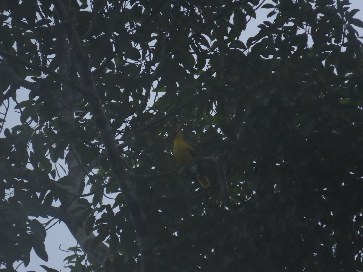 Black-naped Oriole - ML645928048