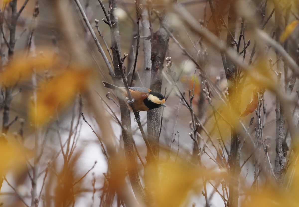 Varied Tit - ML645928049