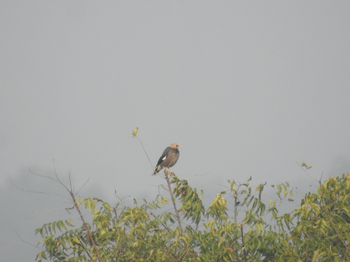 Common Myna - ML645928053