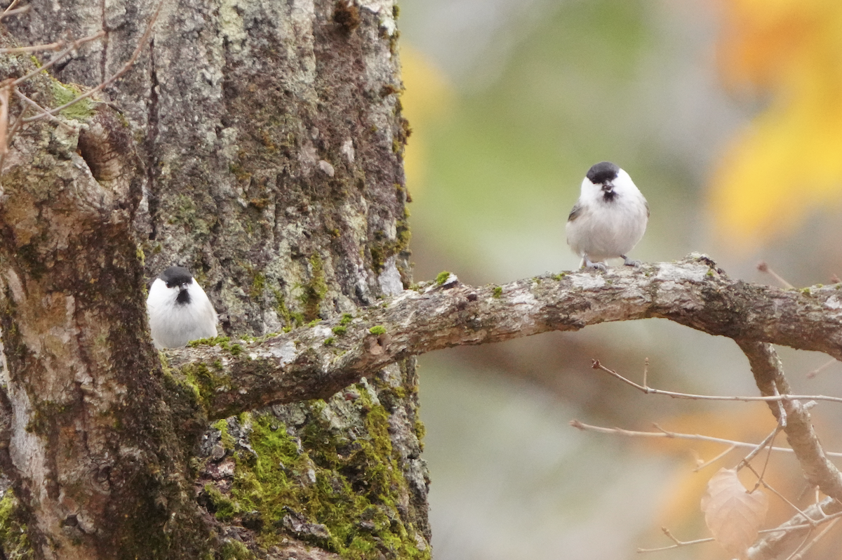 Willow Tit (Willow) - ML645928055