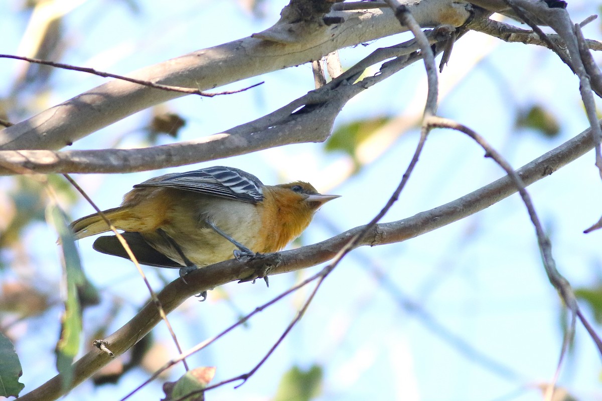 Bullock's Oriole - ML645928057