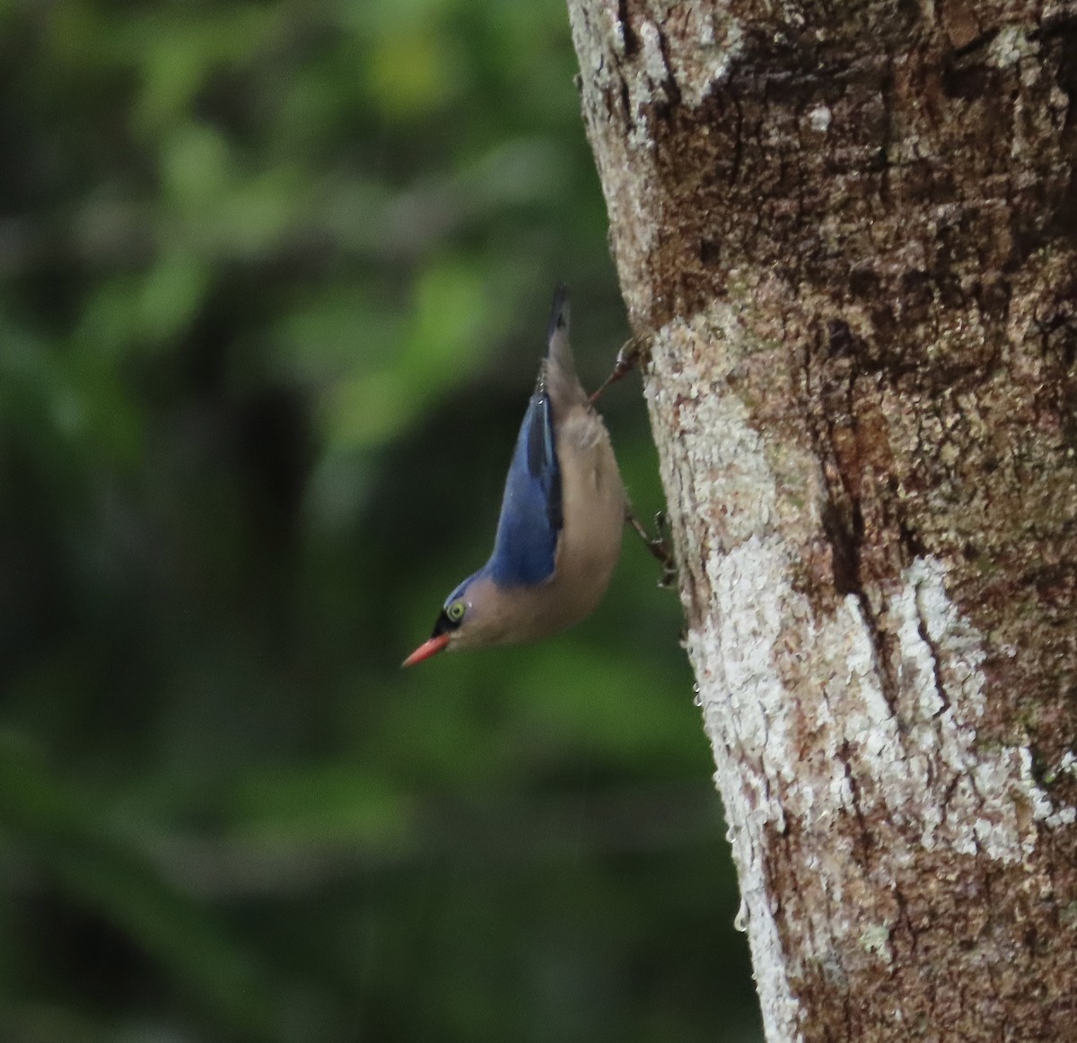 Velvet-fronted Nuthatch - ML645928062