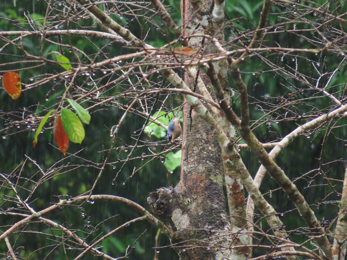 Velvet-fronted Nuthatch - ML645928063