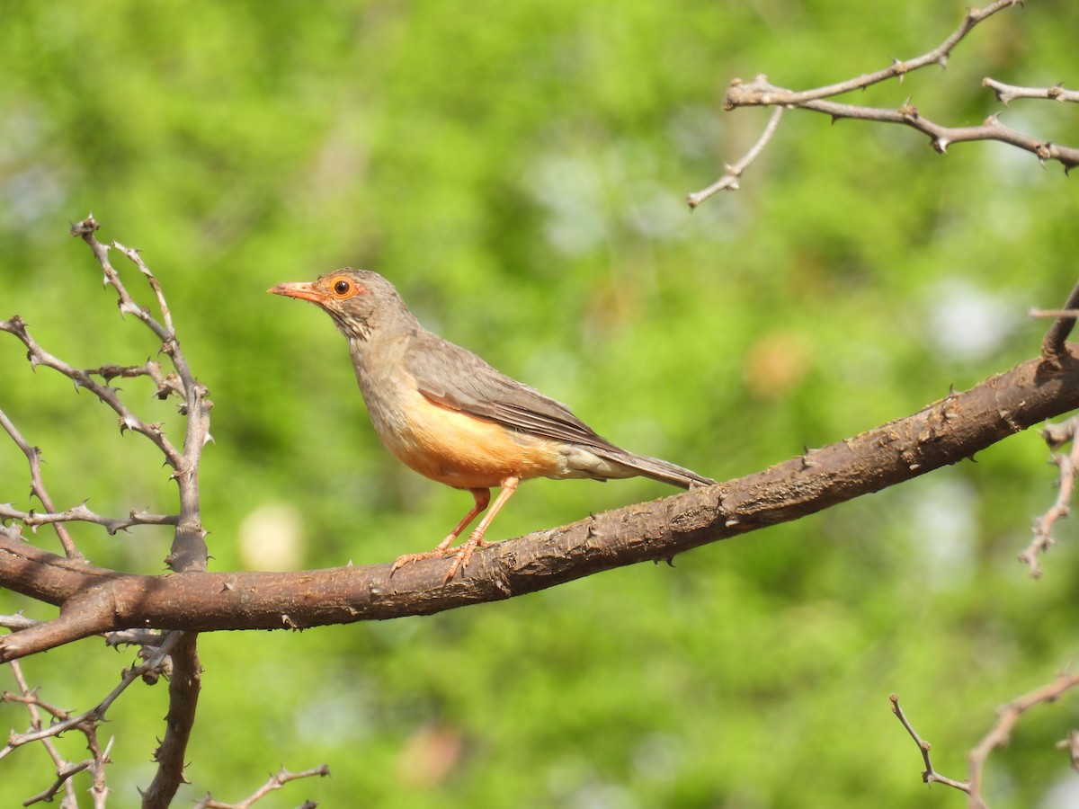 African Bare-eyed Thrush - ML645928065