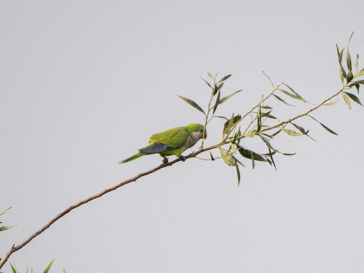 Калита сіроволий - ML645928067