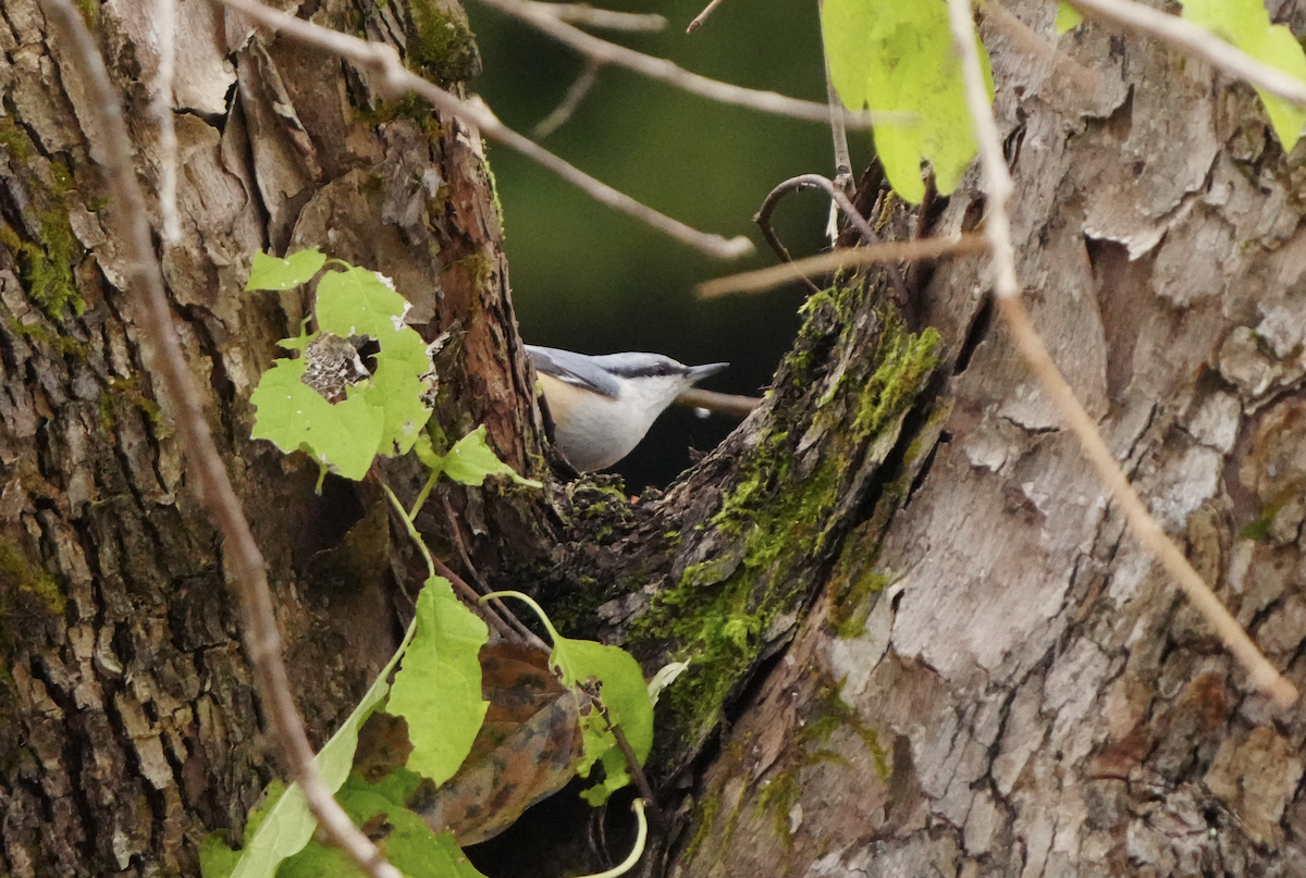 Eurasian Nuthatch (Buff-bellied) - ML645928070
