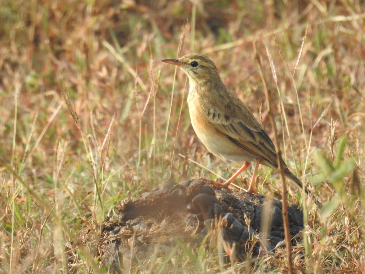 Paddyfield Pipit - ML645928081