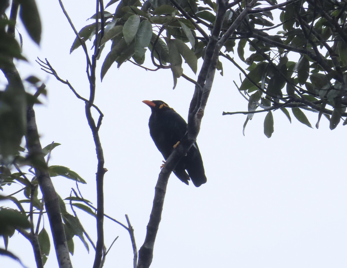 Common Hill Myna - ML645928085