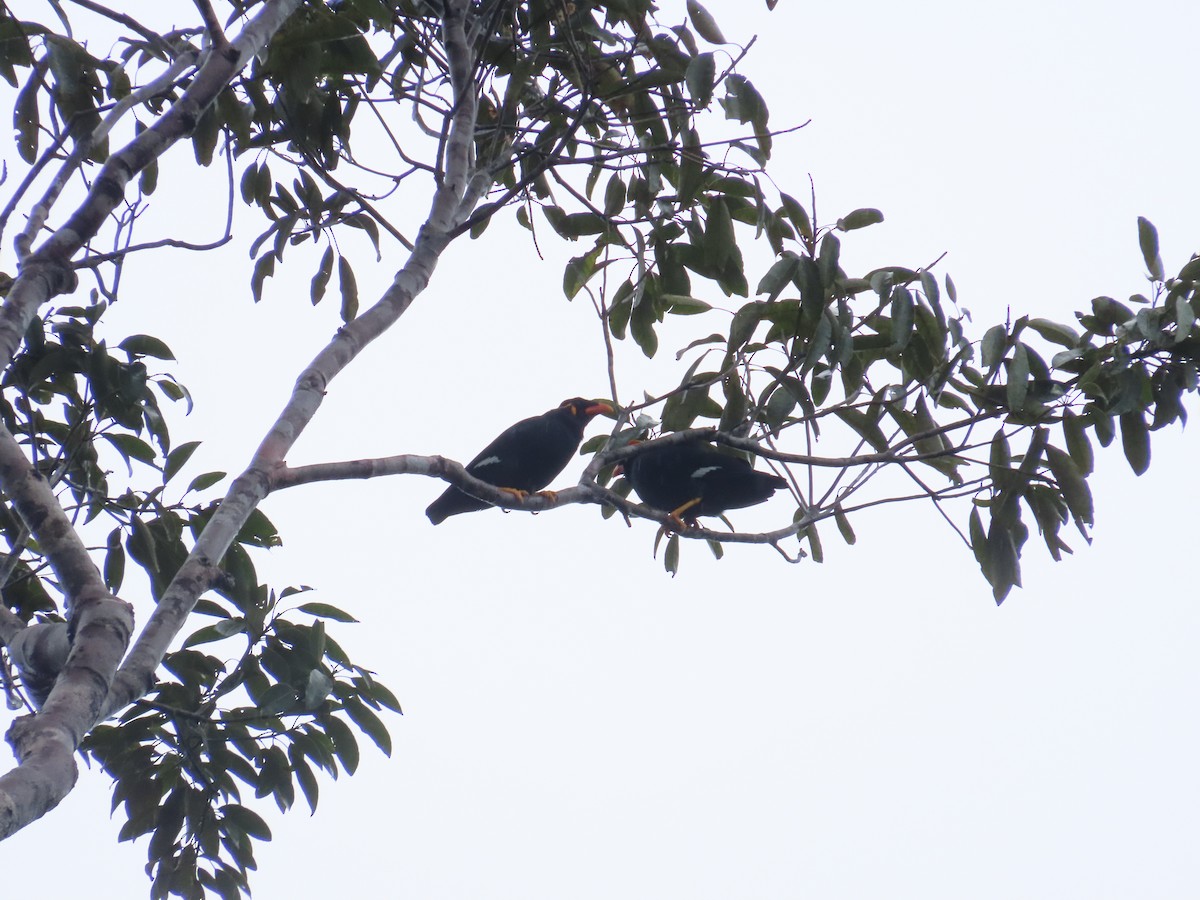 Common Hill Myna - ML645928086