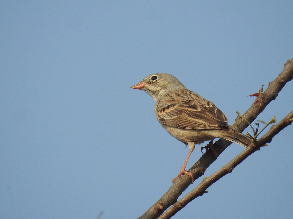 Gray-necked Bunting - ML645928089