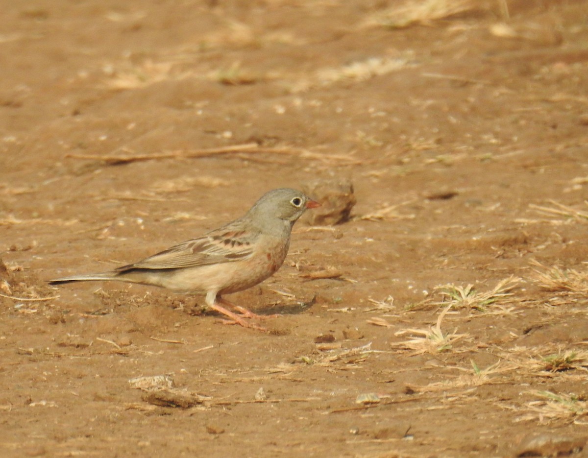 Gray-necked Bunting - ML645928090