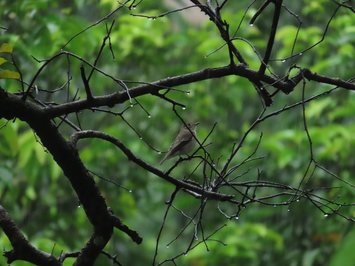Asian Brown Flycatcher - ML645928096