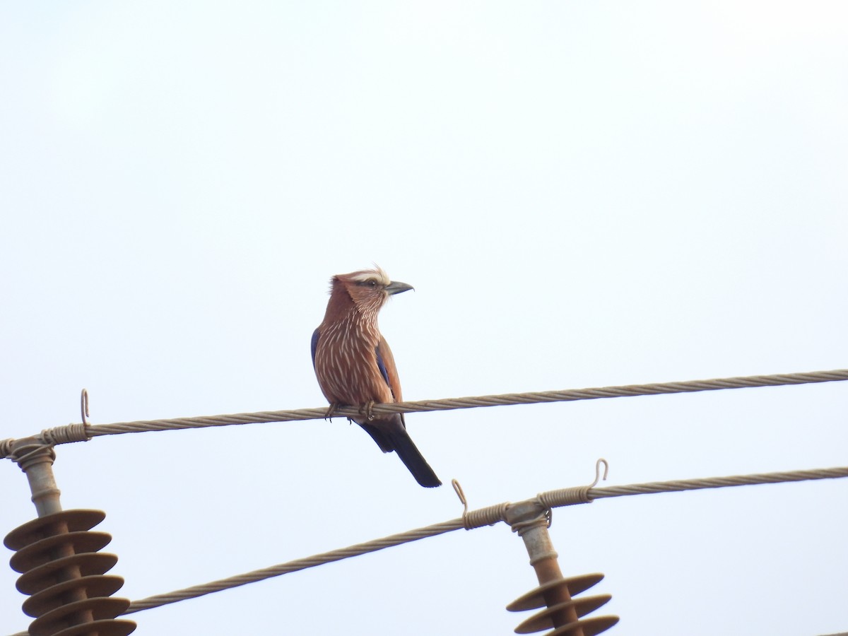 Purple Roller - ML645928101