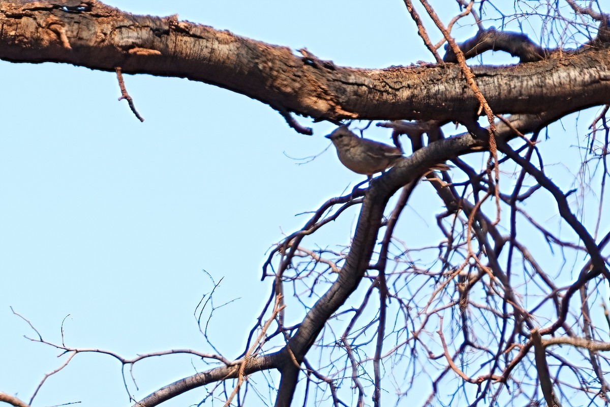 Chiming Wedgebill - ML645928103