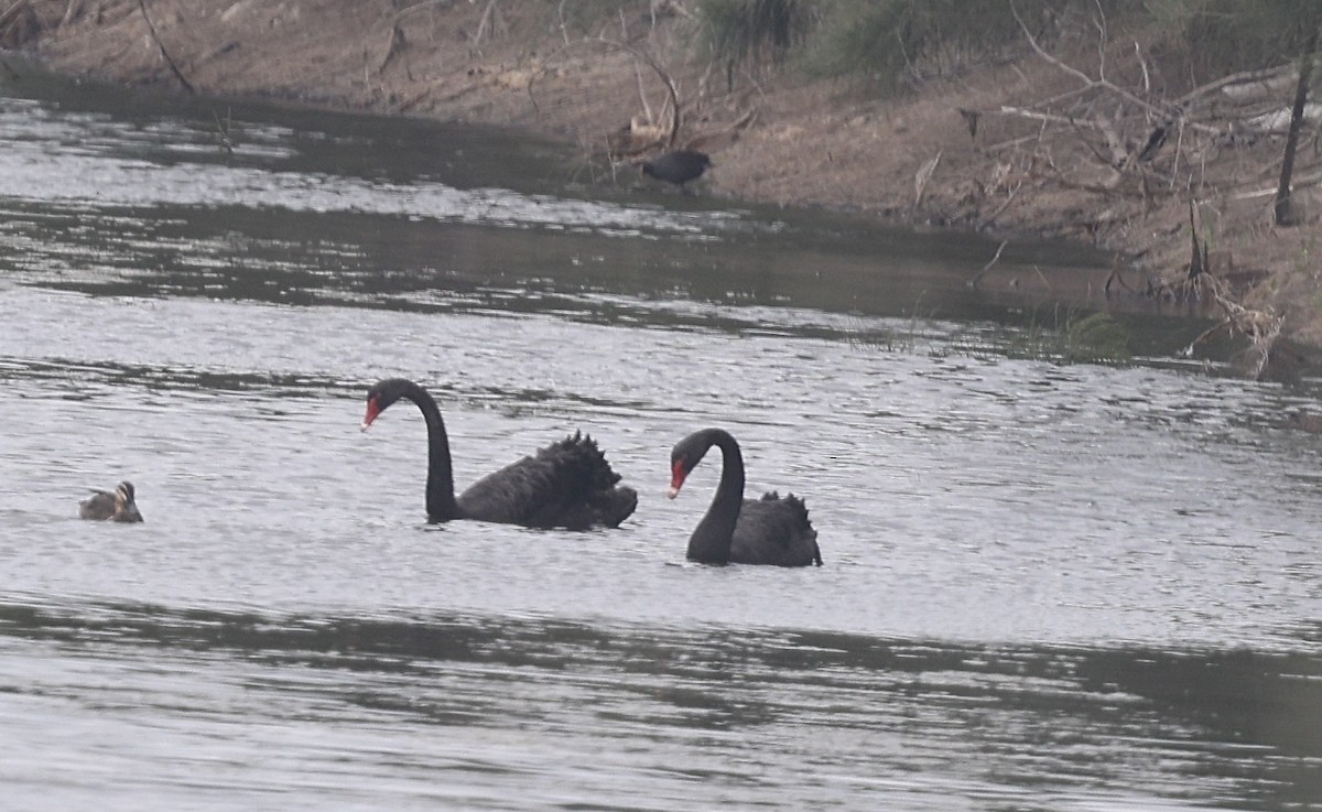 ברבור שחור - ML645928107