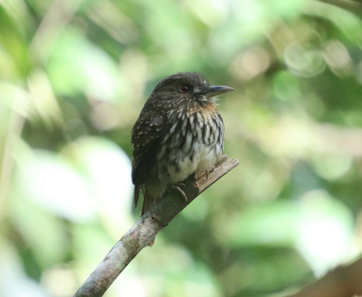 White-whiskered Puffbird - ML645928108
