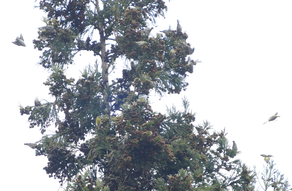 Eurasian Siskin - ML645928110