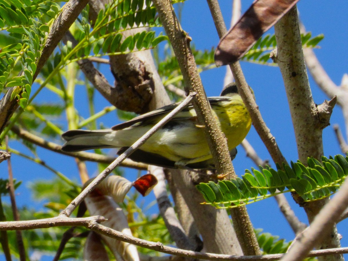 Reinita Gorjinaranja - ML645928111