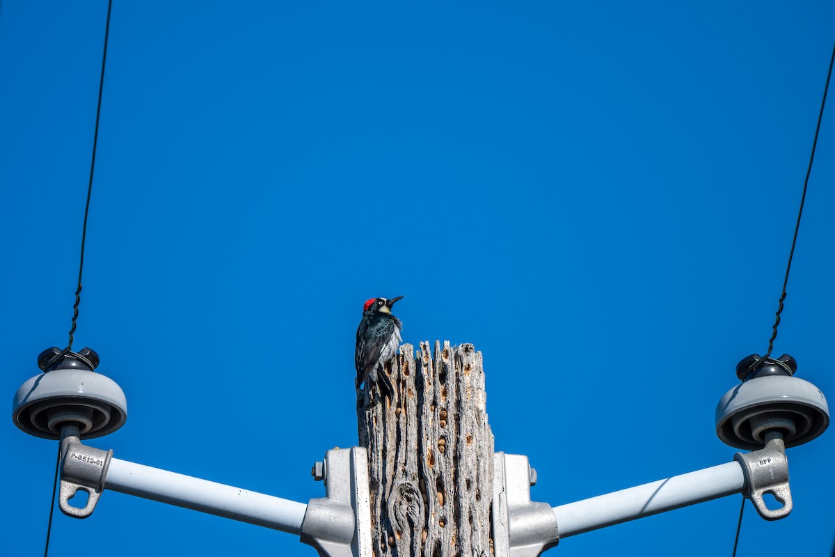 eikespett - ML645928112