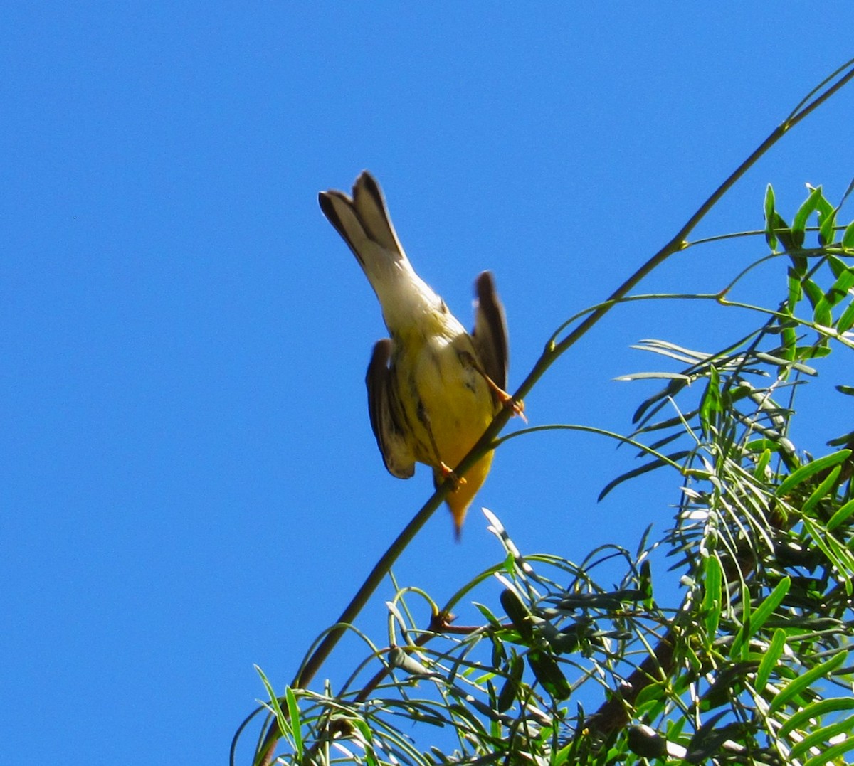 Reinita Gorjinaranja - ML645928113