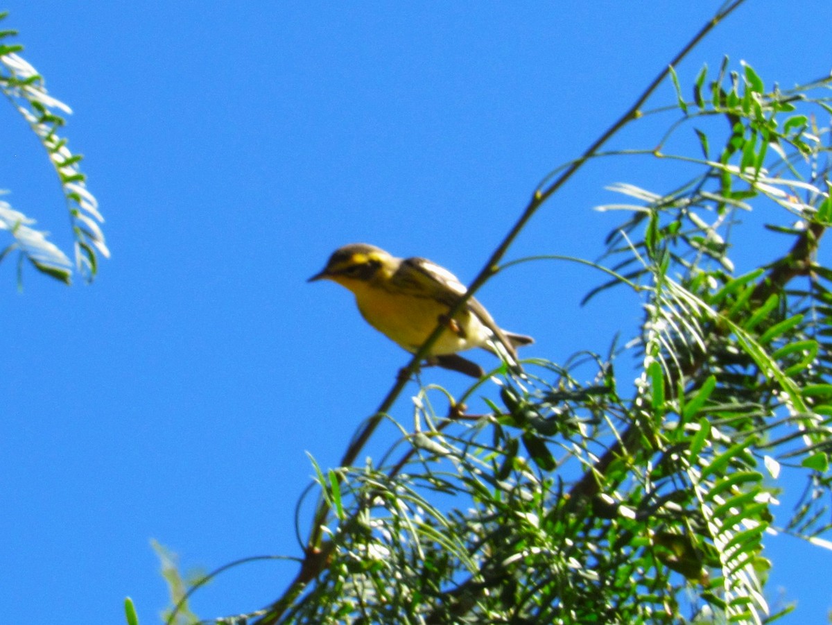 Reinita Gorjinaranja - ML645928114