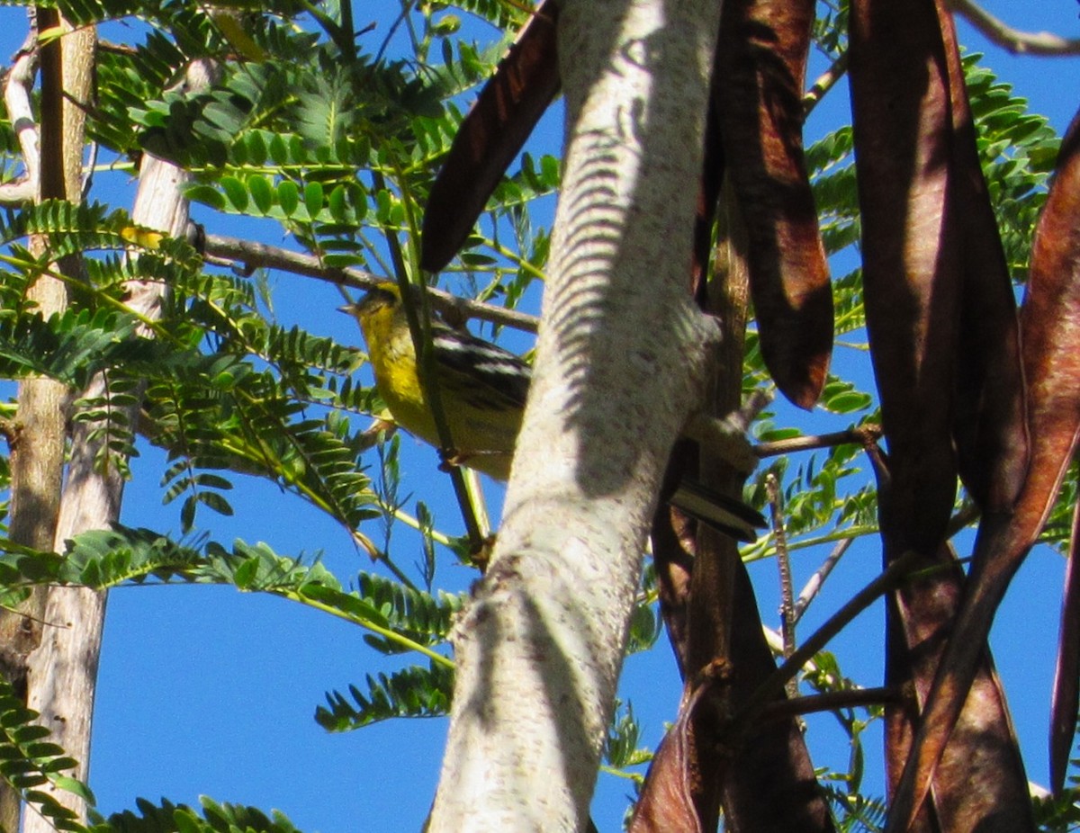 Reinita Gorjinaranja - ML645928115