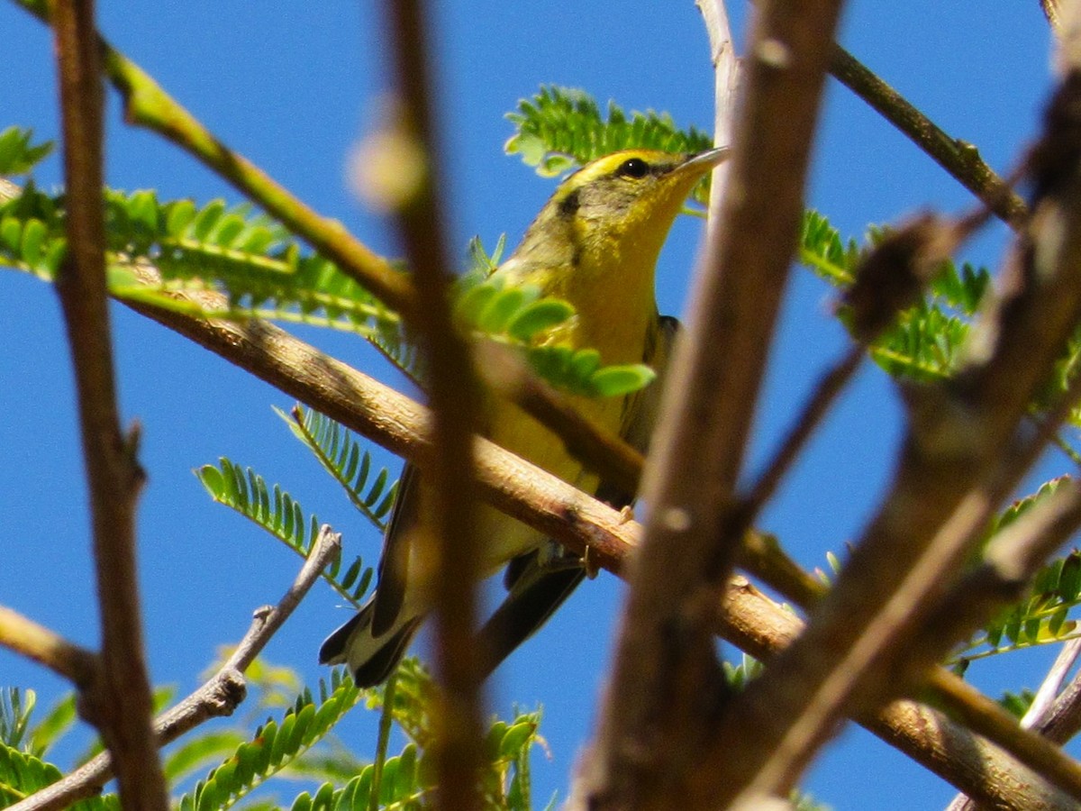 Reinita Gorjinaranja - ML645928116