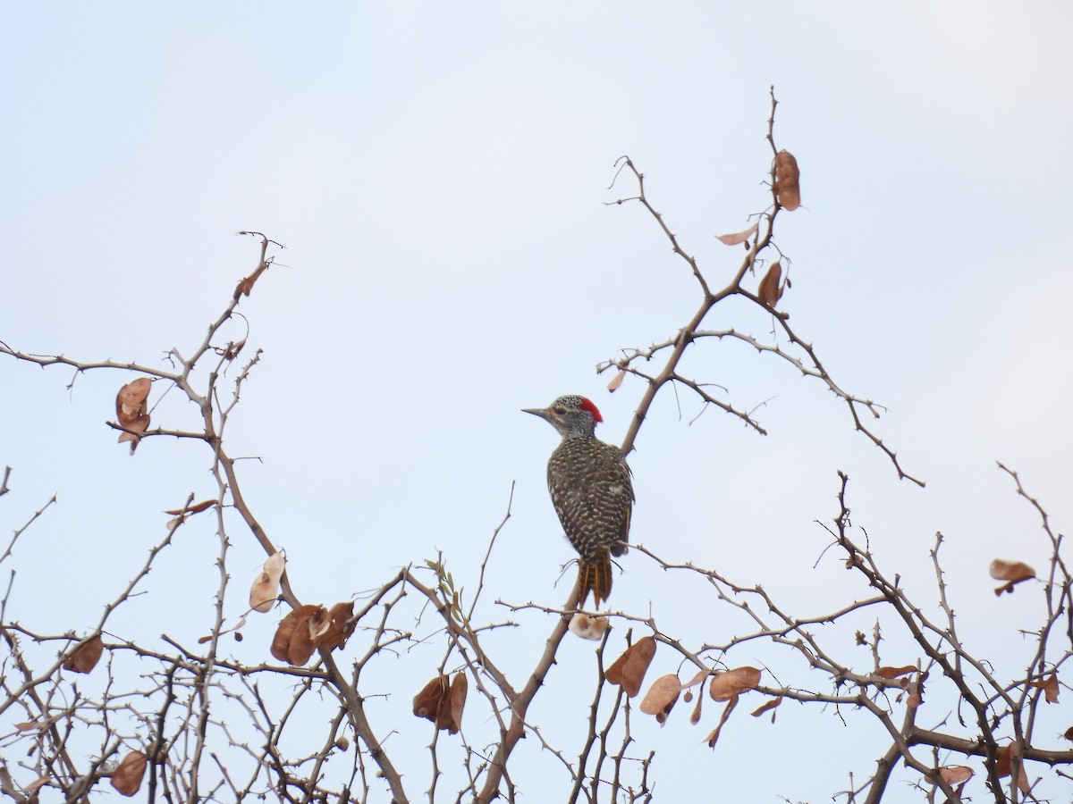 datel núbijský - ML645928117