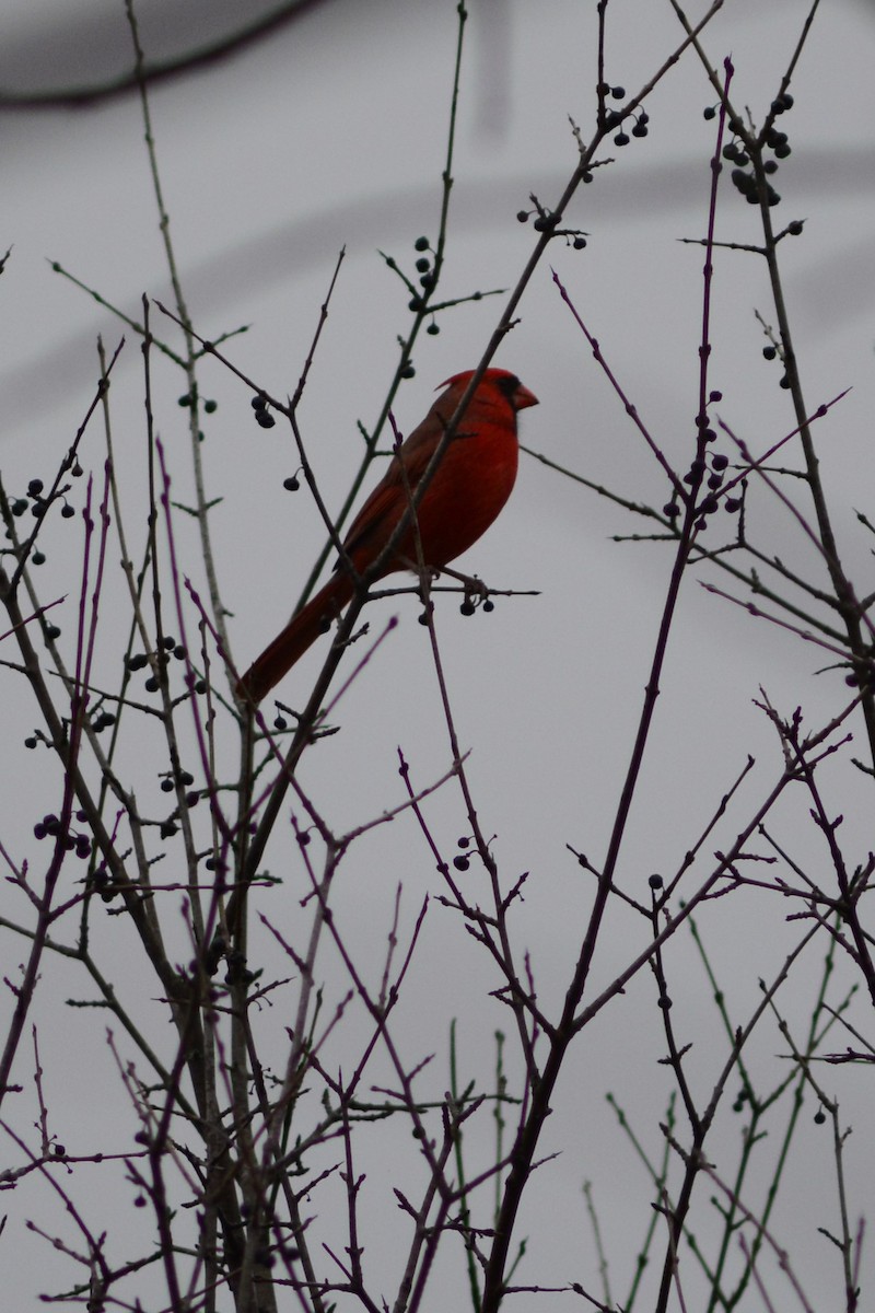 Cardinal rouge - ML645928125