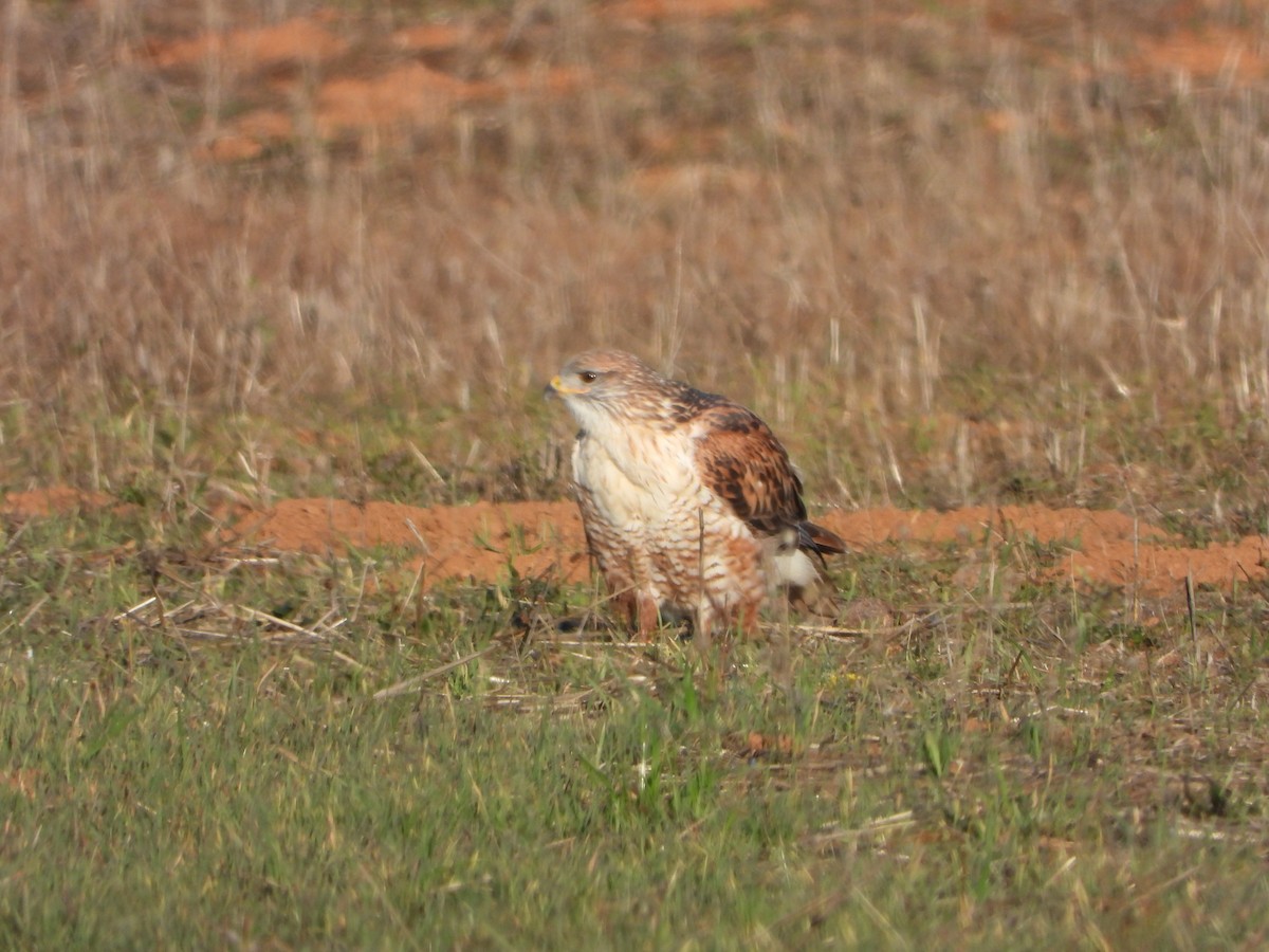 kongevåk - ML645928127