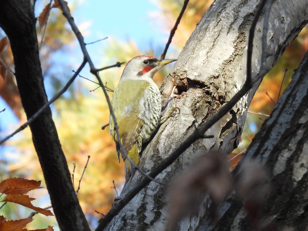 Japanese Woodpecker - ML645928128