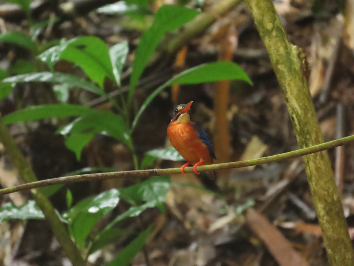 lakmusisfugl - ML645928134