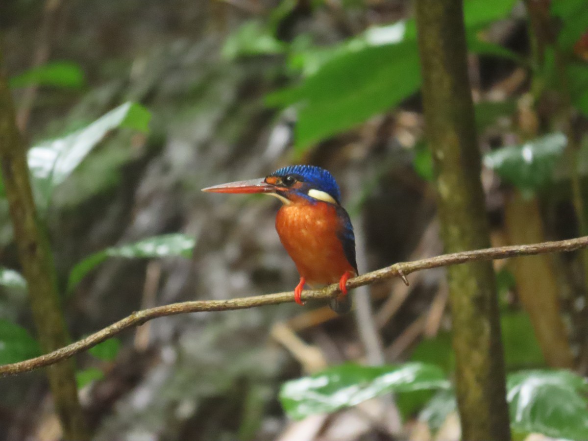 lakmusisfugl - ML645928135