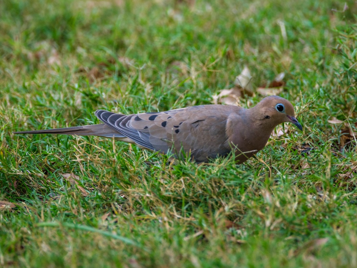 sørgedue - ML645928136