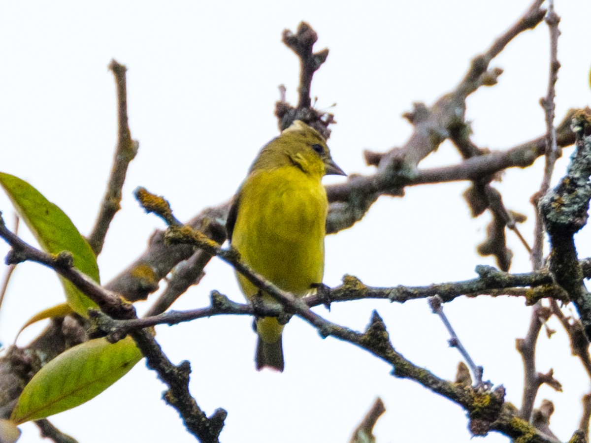 småstillits - ML645928137