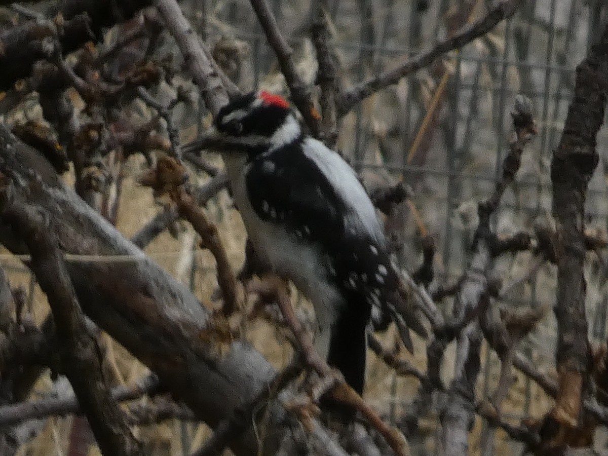 dunspett - ML645928138