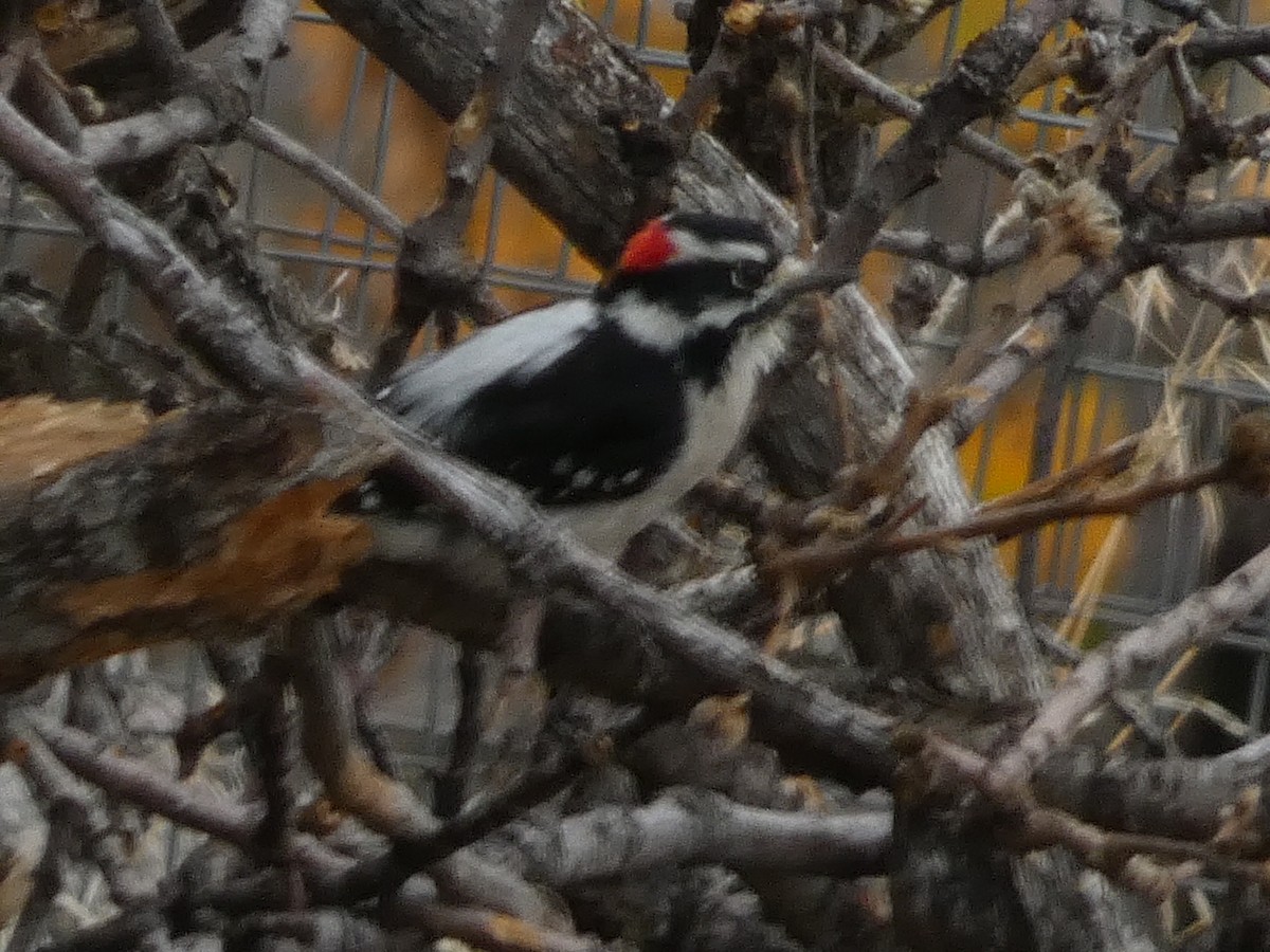 dunspett - ML645928139