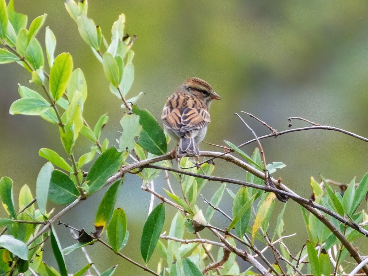 brunissespurv - ML645928140