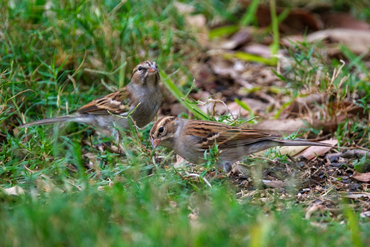 brunissespurv - ML645928141