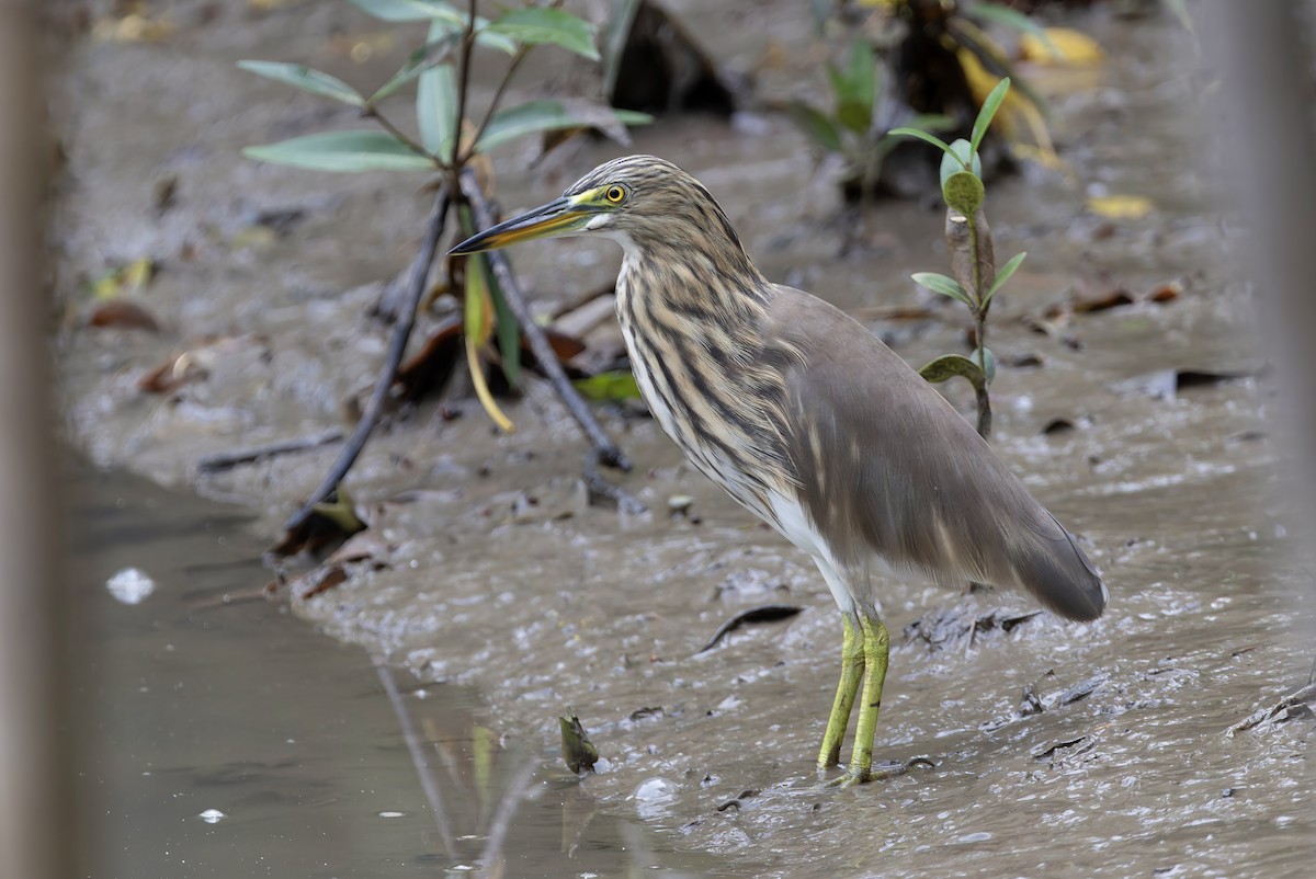 Ardeola sp. - ML645928142