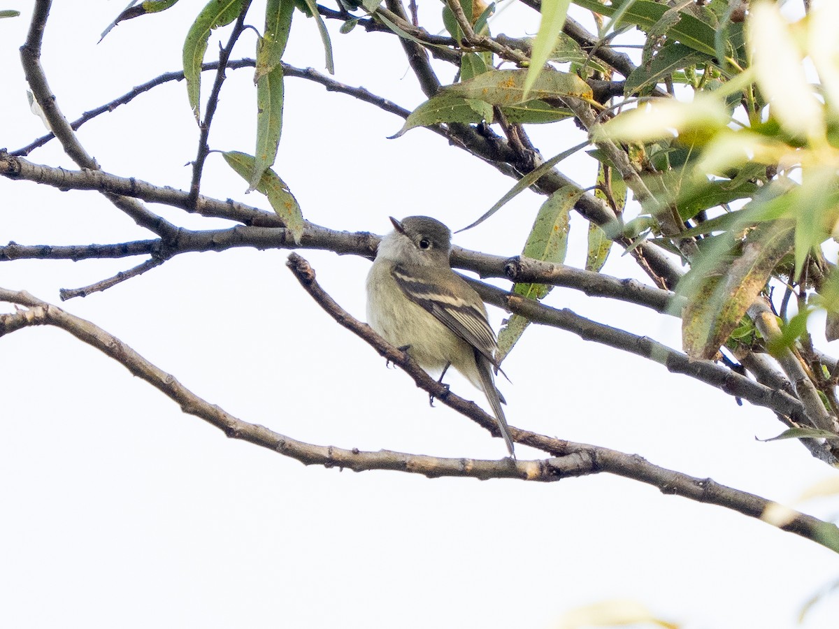 granempid - ML645928143