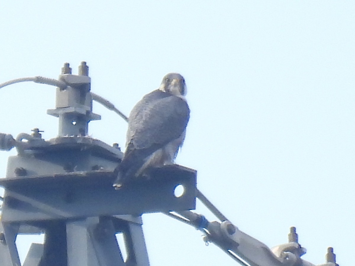 vandrefalk - ML645928144