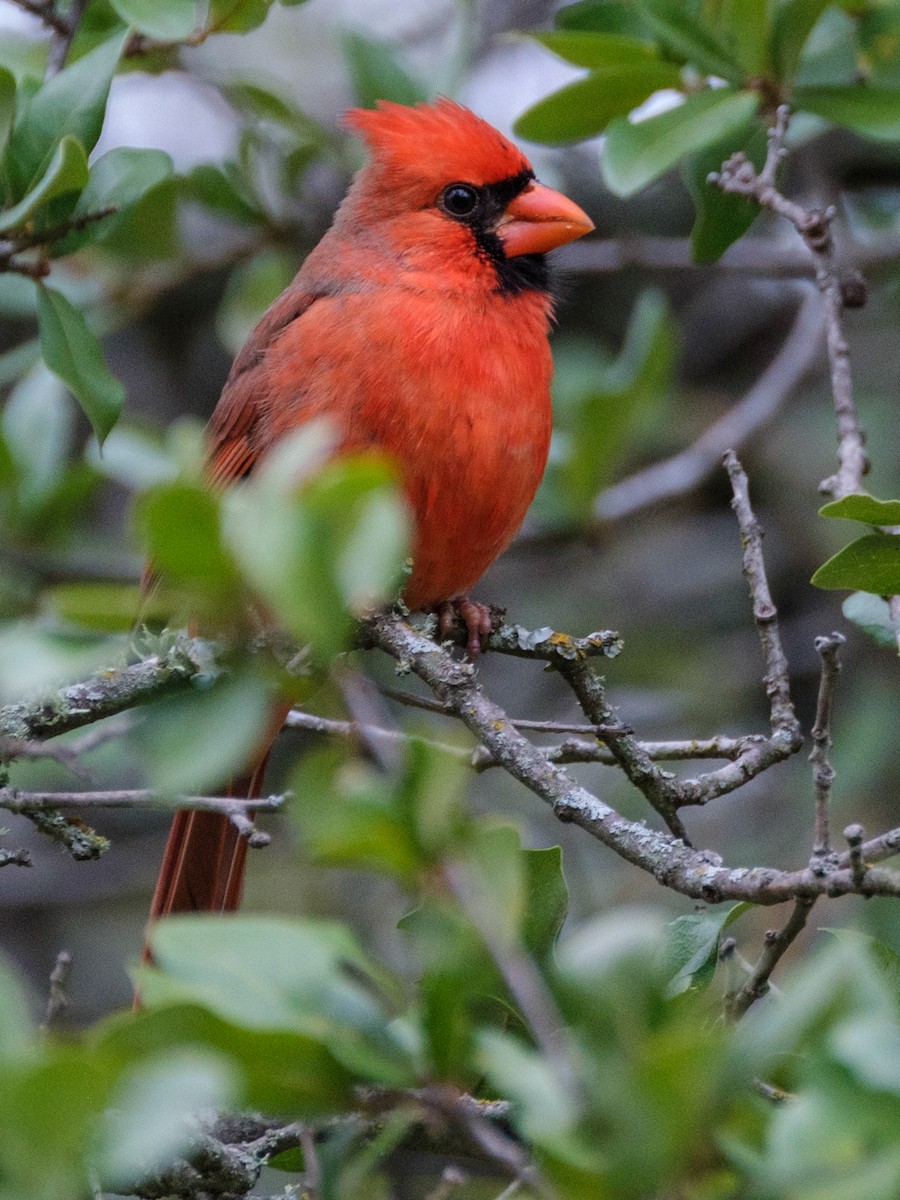 rødkardinal - ML645928145