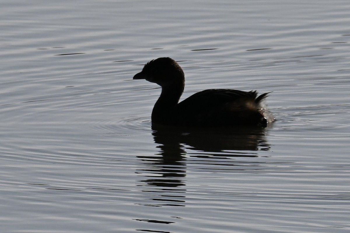 ringnebbdykker - ML645928146