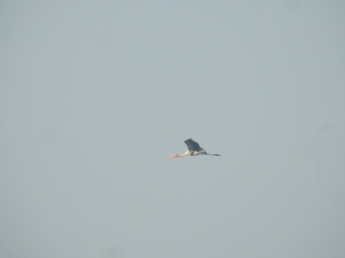 beltestork - ML645928147