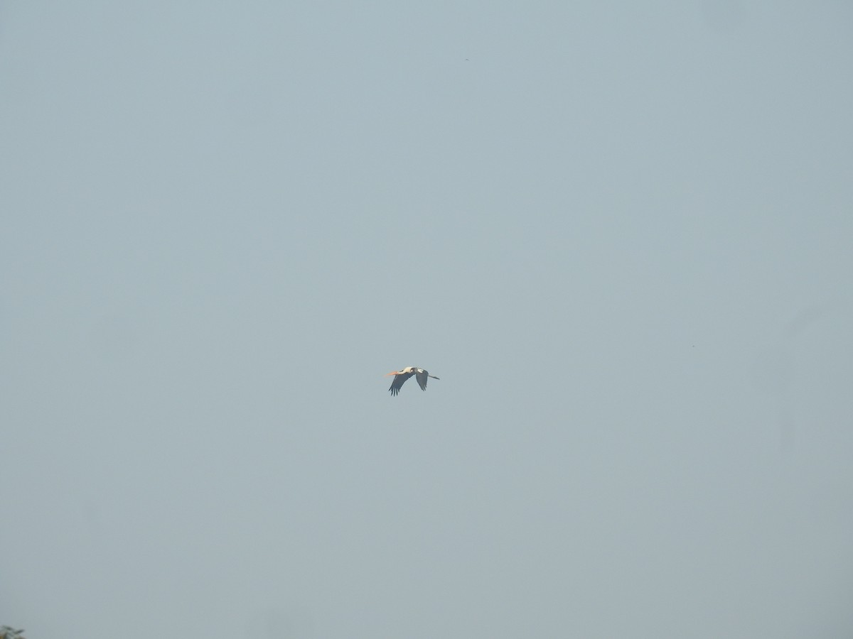 beltestork - ML645928148