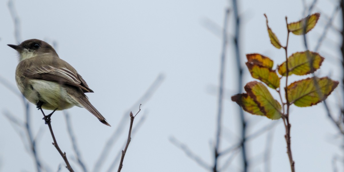 gråfibi - ML645928152